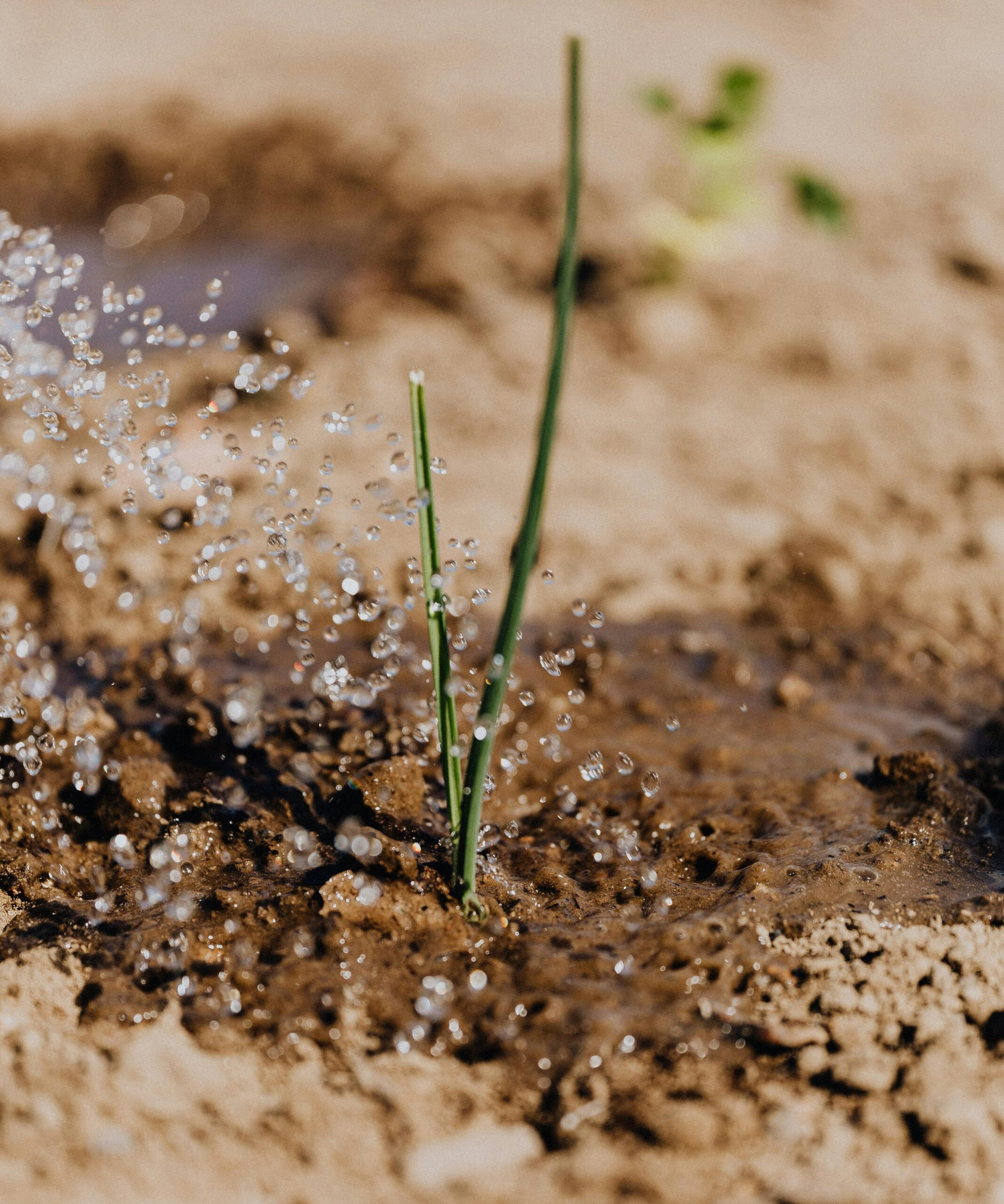 irrigation scarcity