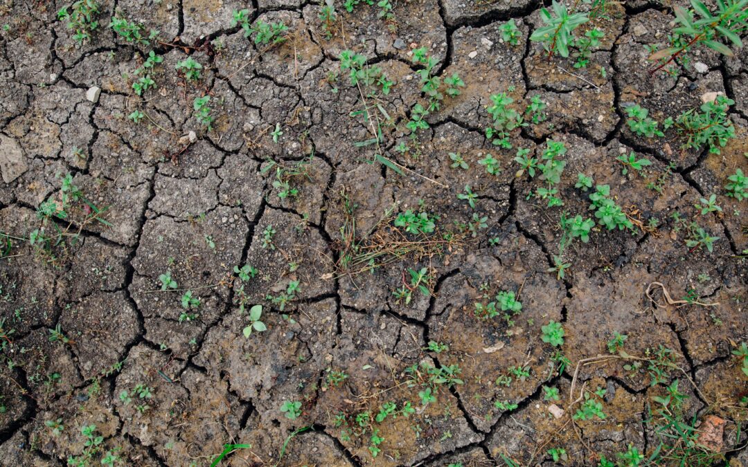 Global Systems Ameliorate Local Droughts: Water, Food and Trade