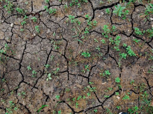 Global Systems Ameliorate Local Droughts: Water, Food and Trade