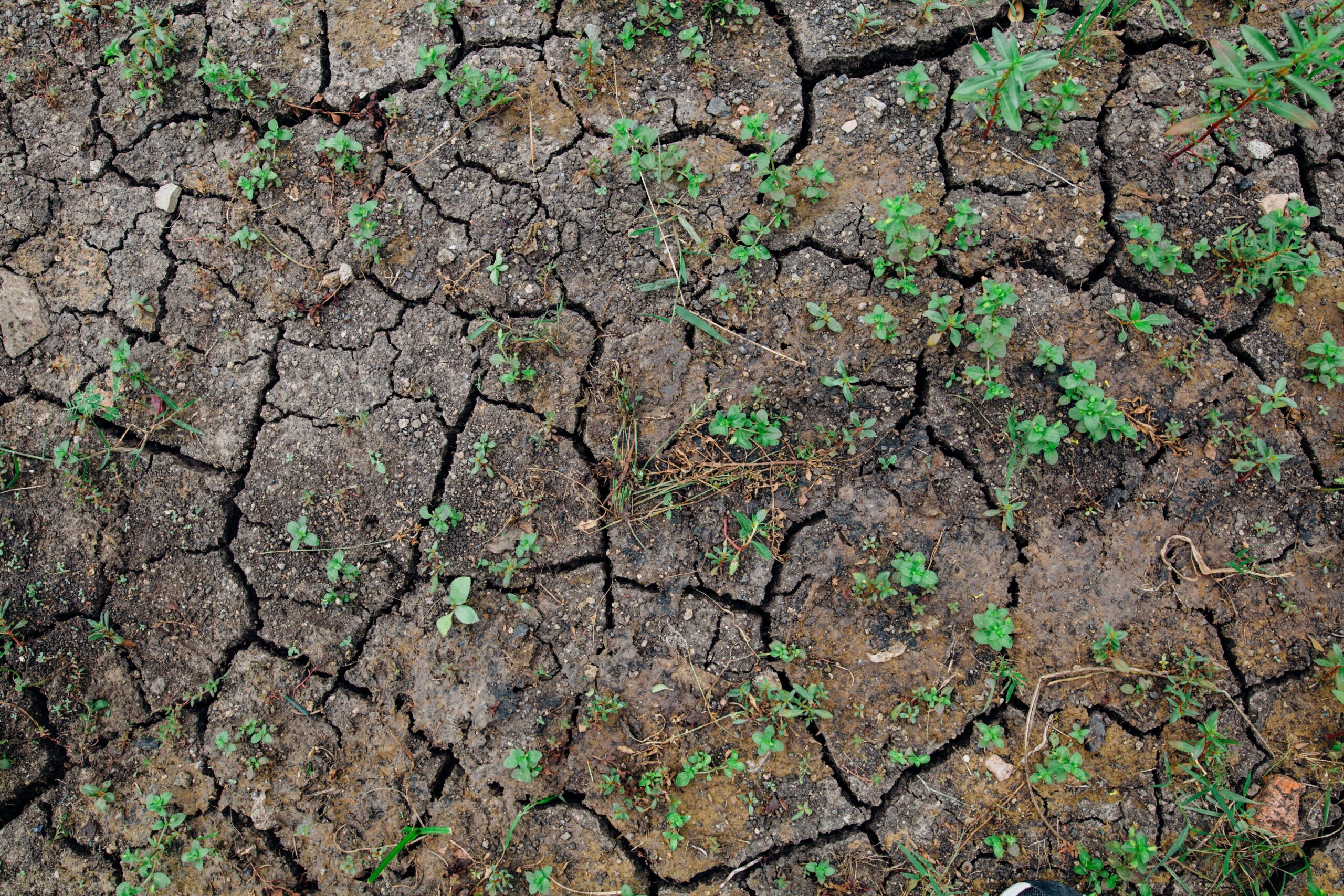 Global Systems Ameliorate Local Droughts: Water, Food and Trade