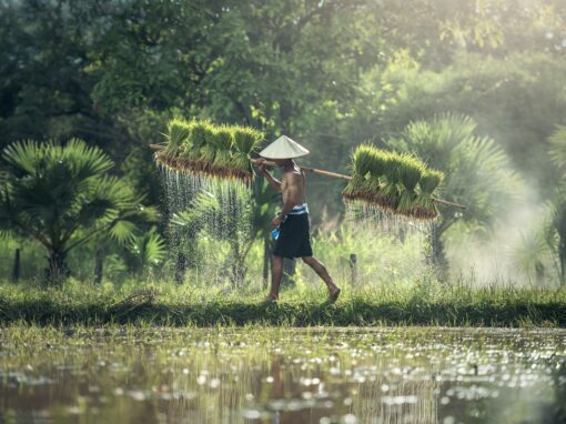 The Oxford Handbook of Food, Water and Society